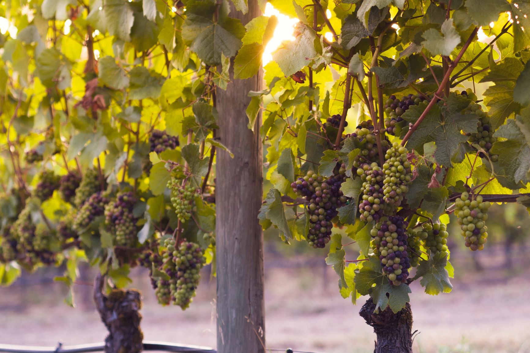Grapes hanging from their vines